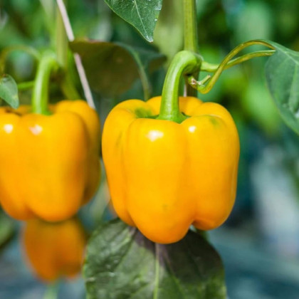 BIO Paprika Žlutá California Wonder - Capsicum annuum - bio semena papriky - 10 ks