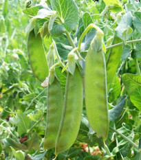 Hrách cukrový Sweet Horizon - Pisum sativum - semena hrachu - 40 ks