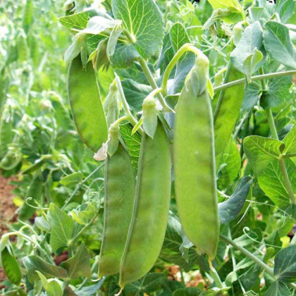 Hrách cukrový Sweet Horizon - Pisum sativum - semena hrachu - 40 ks