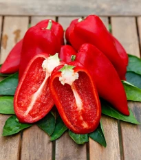 Papryka Snacking Red F1 - Capsicum annuum - nasiona papryki - 5 szt.