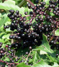 Bez kanadský - Sambucus canadians - semena bezu - 10 ks