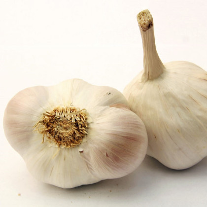 Czosnek sadzeniowy Japo II - Allium sativum - strzałkujące - cebula czosnku - 1 opakowanie