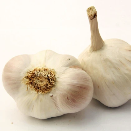 Czosnek sadzeniowy Japo II - Allium sativum - strzałkujące - cebula czosnku - 1 opakowanie