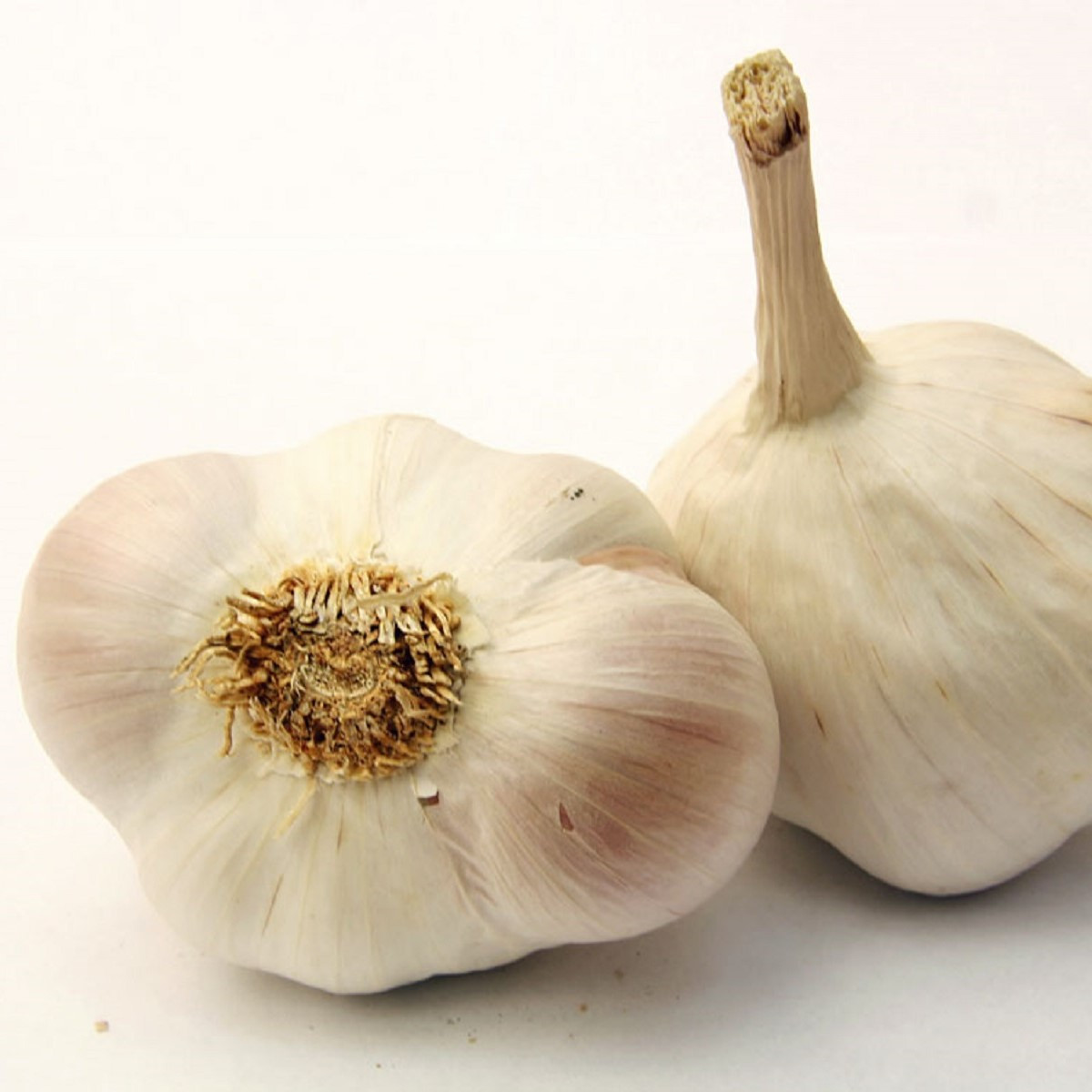 Czosnek sadzeniowy Japo II - Allium sativum - strzałkujące - cebula czosnku - 1 opakowanie