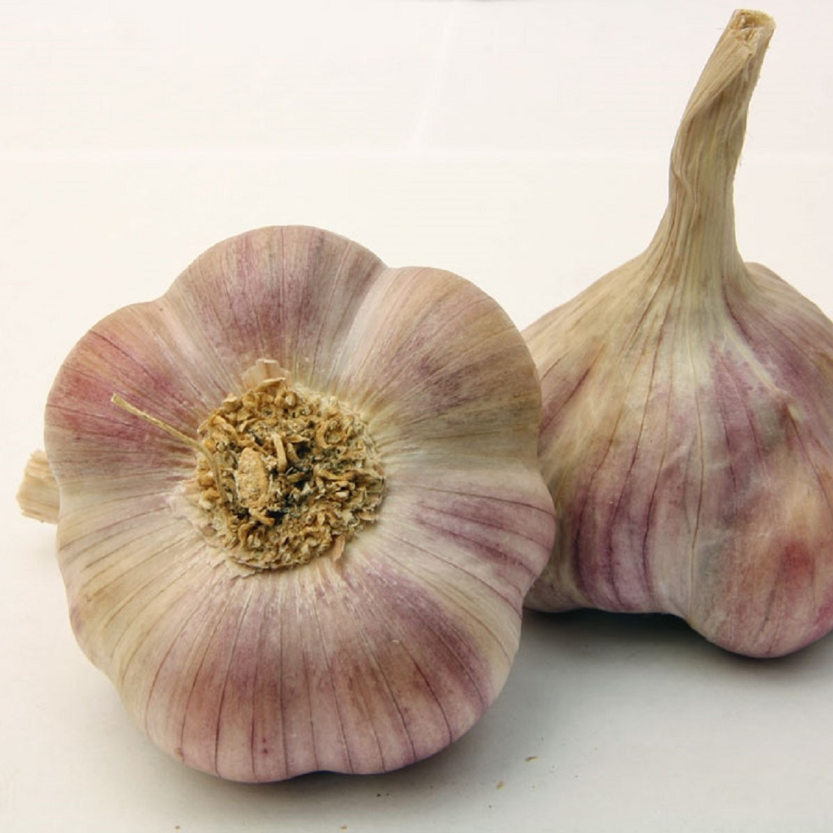 Sadbový česnek Anton - Allium sativum - nepaličák - cibule česneku - 1 balení