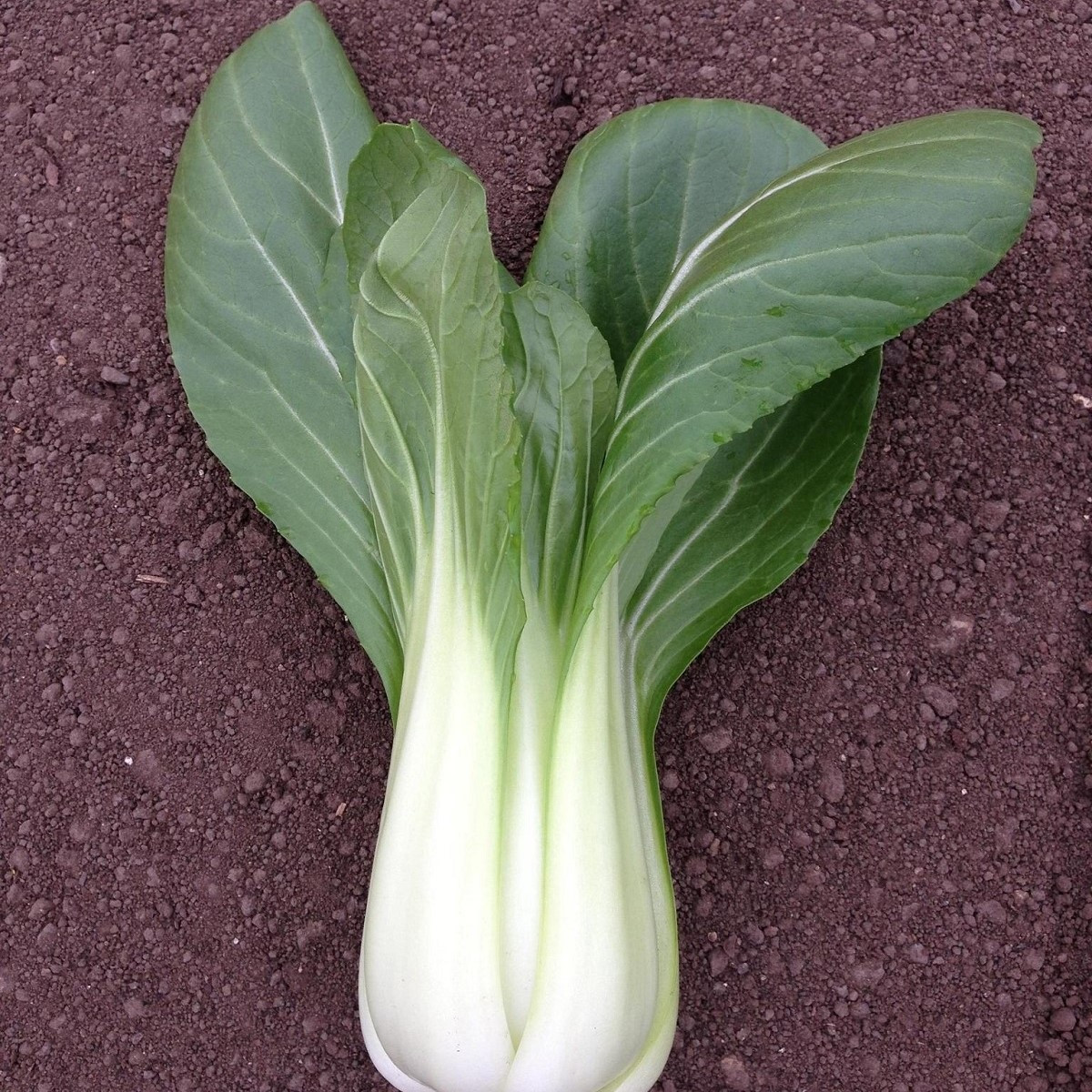 Pak Choi Chifu F1 - Brassica rapa chinensis - semena pak choi - 50 ks