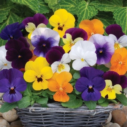Violka rohatá Sorbet XP směs - Viola cornuta - semena violky - 20 ks