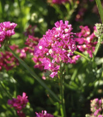 Limonka chobotnatá fialová - Limonium sinuatum - semena limonky - 30 ks
