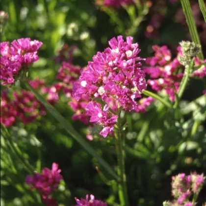 Limonka chobotnatá QIS Lavender - Limonium sinuatum - nasiona limonki - 30 szt.