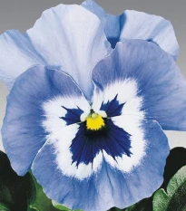 Violka světle modrá Jolly Joker F2 - Viola x wittrockiana - semena violky - 20 ks