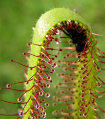 Rosnatka kapská Vogelgat NR - Drosera capensis - semena rosnatky - 15 ks