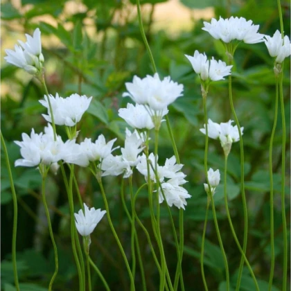 Česnek Zebdanense - Allium - cibule okrasného česneku - 3 ks