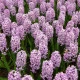 Hyacint Splendid Cornelia - Hyacinthus - cibule hyacintu - 1 ks