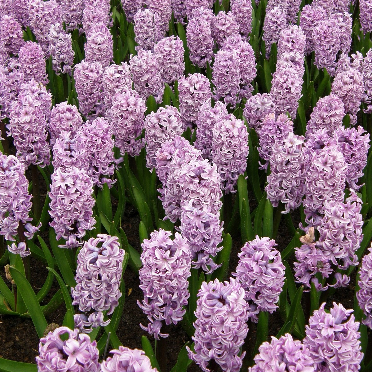 Hyacint Splendid Cornelia - Hyacinthus - cibule hyacintu - 1 ks