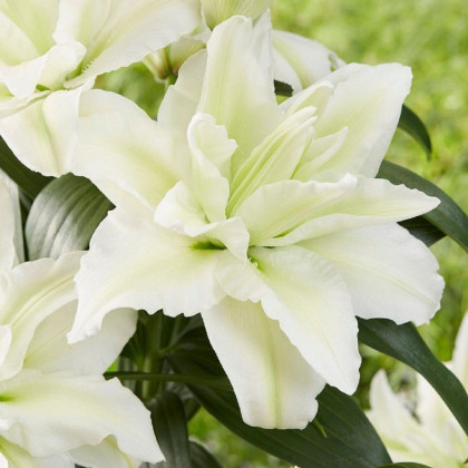 Lilie plnokvětá Roselily Aisha - Lilium - cibule lilie - 1 ks