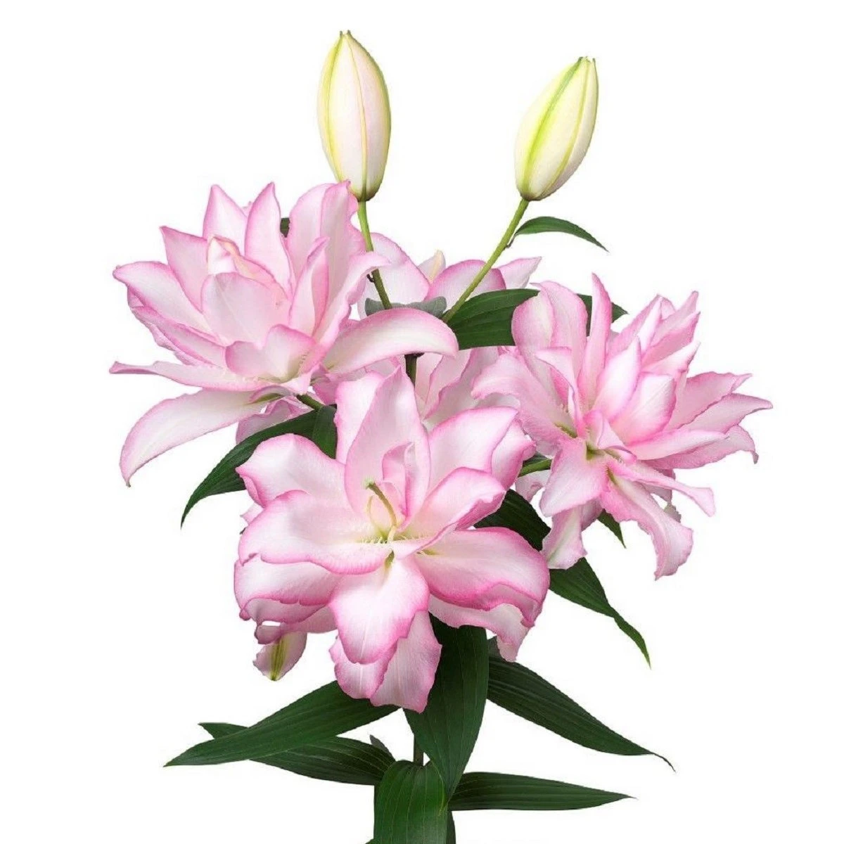 Lilie plnokvětá Roselily Anouska - Lilium - cibule lilie - 1 ks