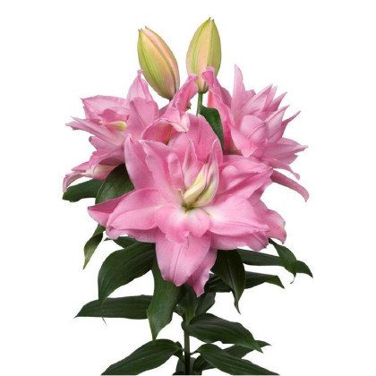 Lilie plnokvětá Roselily Editha - Lilium - cibule lilie - 1 ks