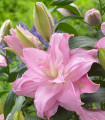 Lilie plnokvětá Roselily Editha - Lilium - cibule lilie - 1 ks