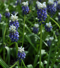 Modřenec Touch of snow - Muscari armeniaca - cibule modřence - 5 ks