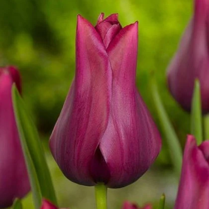 Tulipán Merlot - Tulipa - cibule tulipánu - 3 ks