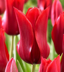 Tulipán Pieter de Leur - Tulipa - cibule tulipánu - 3 ks