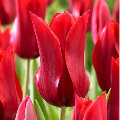 Tulipán Pieter de Leur - Tulipa - cibule tulipánu - 3 ks