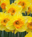 Narcis Early Flame - Narcissus - cibule narcisu - 3 ks