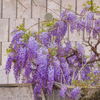 Vistárie čínská - Wisteria sinensis - semena vistárie - 2 ks