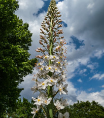 Liliochvostec úzkolistý Robustus - Eremurus - hlízy liliochvostce - 1 ks