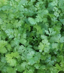 Koriandr setý Caribe - Coriandrum sativum - semena koriandru - 50 ks