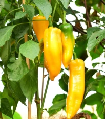 BIO Paprika Palladio F1 - Capsicum annuum - bio semena papriky - 5 ks
