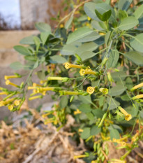 Tabák glauca - Nicotiana glauca - semena tabáku - 20 ks