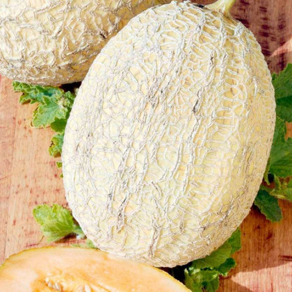Meloun Emir F1 - Cucumis melo - semena melounu - 6 ks
