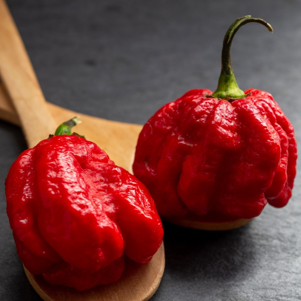 Chilli Trinidad Scorpion Butch - Capsicum chinense - semena chilli - 5 ks