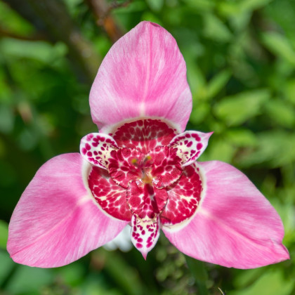 Tygřice růžová - Tigridia lilacea - hlízy tygřice - 3 ks