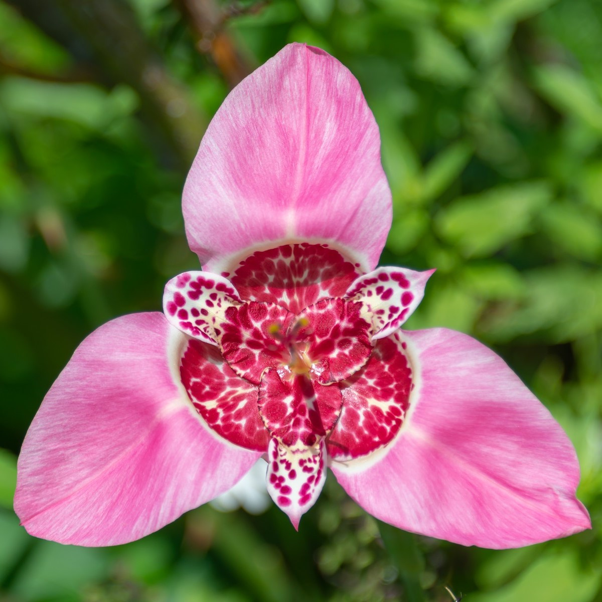 Tygřice růžová - Tigridia lilacea - hlízy tygřice - 3 ks