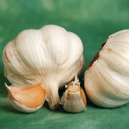 Sadbový česnek Vekan - Allium sativum - paličák - 1 balení