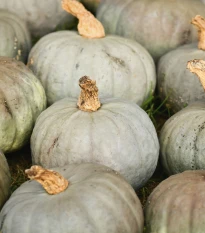 Tykev Blue Kuri - Cucurbita maxima - semena tykve - 5 ks