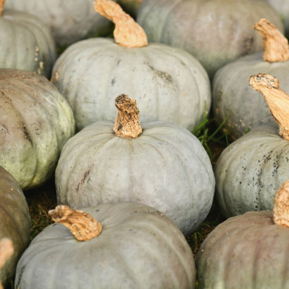 Tykev Blue Kuri - Cucurbita maxima - semena tykve - 5 ks