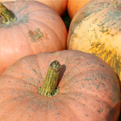Tykev Australian Butter - Cucurbita maxima - semena tykve - 5 ks
