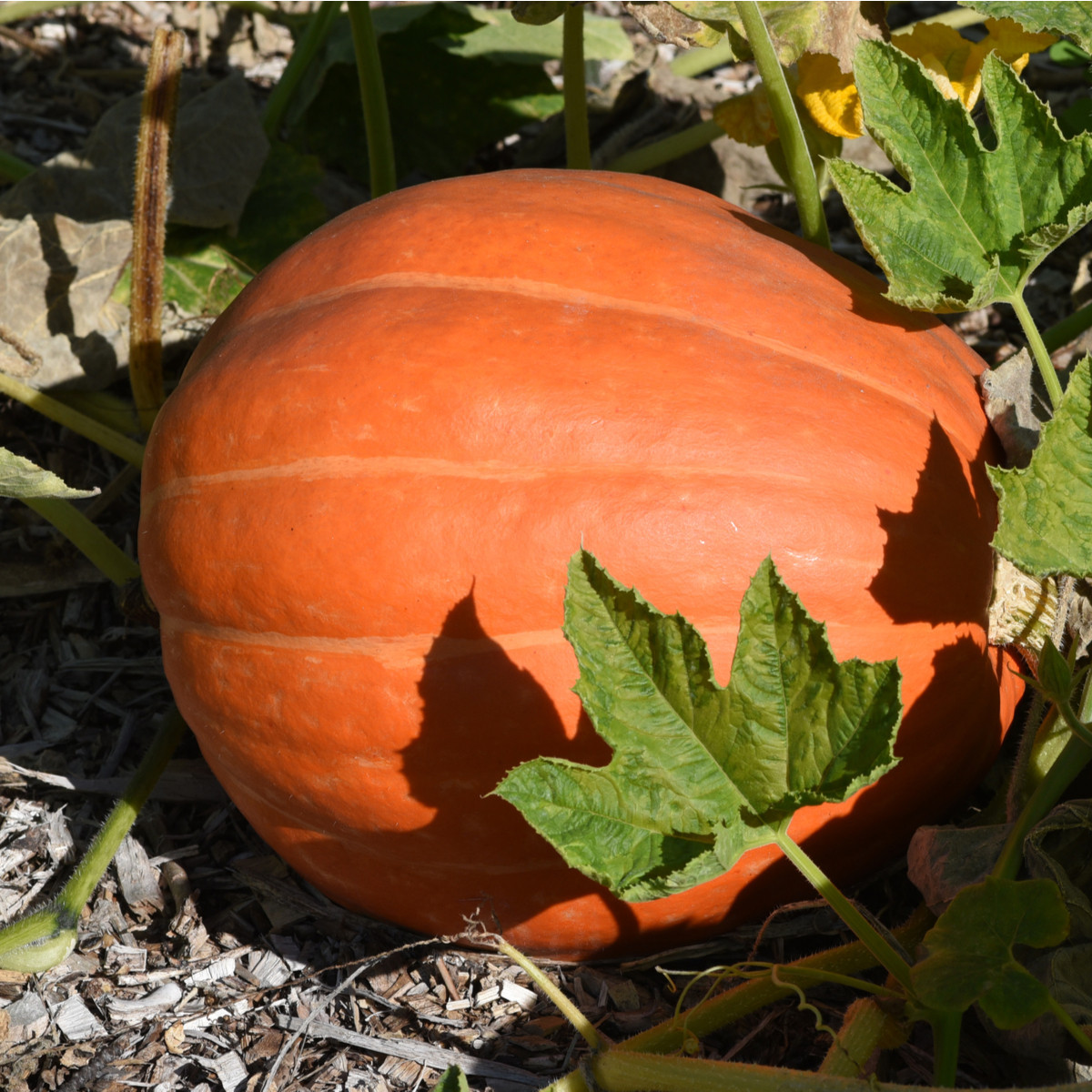Tykev Golden Delicious - Cucurbita maxima - semena tykve - 5 ks