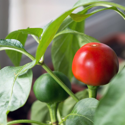 Paprika Red Cherry - Capsicum annuum - semena papriky - 7 ks