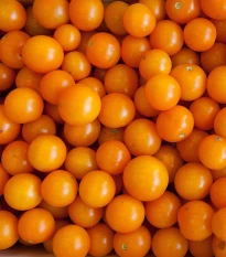 Rajče Artisan Golden Bumble Bee - Solanum lycopersicum - semena rajčete - 5 ks