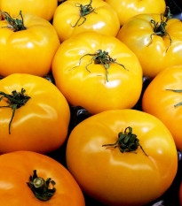 Rajče Azoychka - Solanum lycopersicum - semena rajčete - 8 ks