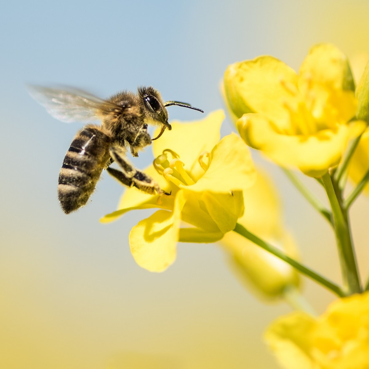 Wytrwałe kwiaty dla pszczół - nasiona Planta Naturalis - mieszanka - 10 g