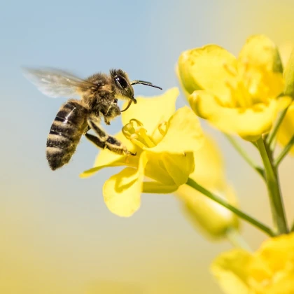 Wytrzymałe kwiaty dla pszczół - nasiona Planta Naturalis - mieszanka - 40 g