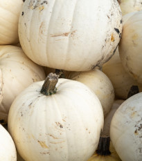 Dýnia Moonshine F1- Cucurbita pepo - nasiona dyni - 12 szt.
