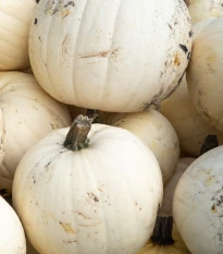 Dýně Moonshine F1- Cucurbita pepo - semena dýně - 6 ks