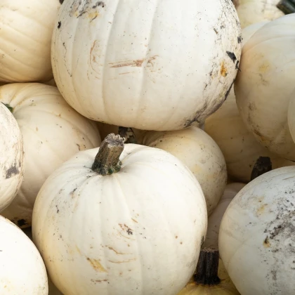 Dýnia Moonshine F1- Cucurbita pepo - nasiona dyni - 12 szt.