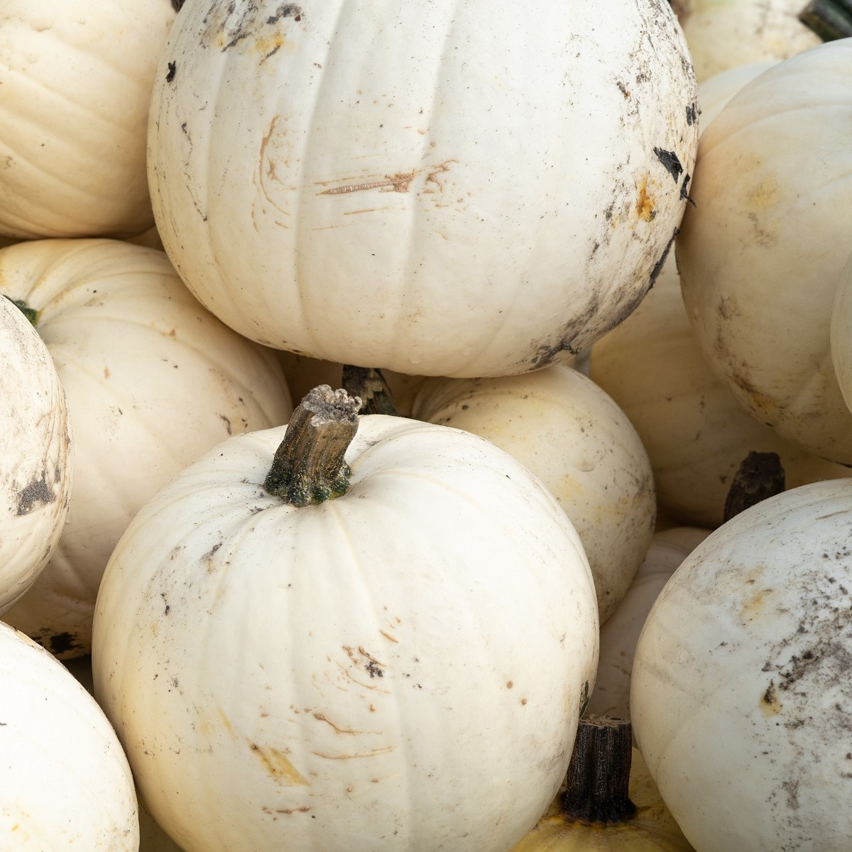 Dýnia Moonshine F1- Cucurbita pepo - nasiona dyni - 12 szt.